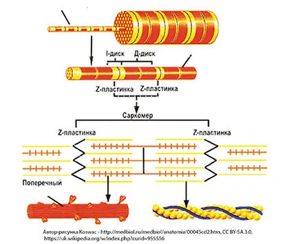 Строение саркомера От Zпластинок в обе стороны отходят нити состоящие из - фото 7