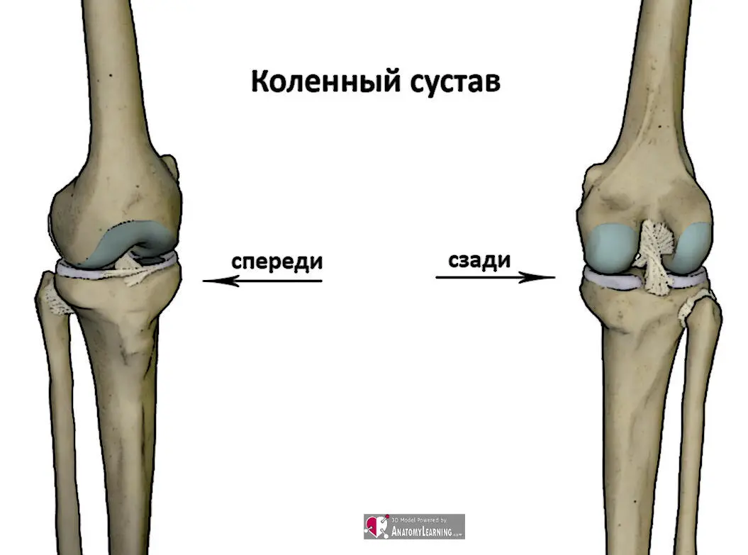 Коленный сустав сложный комплексный сустав содержащий внутрисуставные хрящи - фото 20