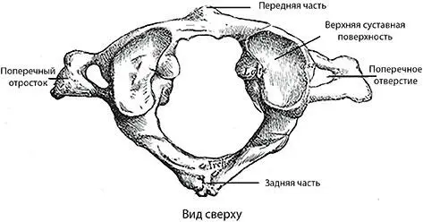 Рис 5 Первый шейный позвонок Рис 6 Второй шейный позвонок Среди - фото 5