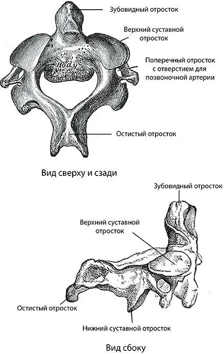 Рис 6 Второй шейный позвонок Среди остальных пяти позвонков несколько - фото 6