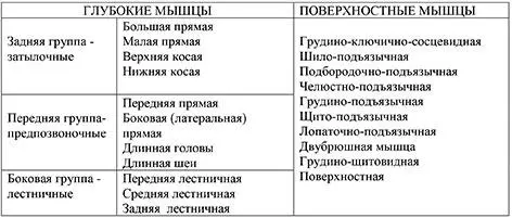 Мышцы груди Мышцы груди также располагаются в несколько слоев Более - фото 14