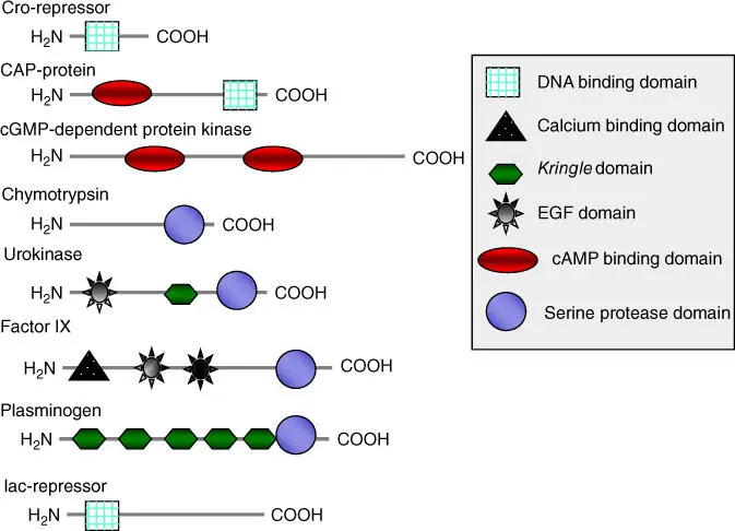 Figure 214 Occurrence of domains in different proteins Many proteins contain - фото 19