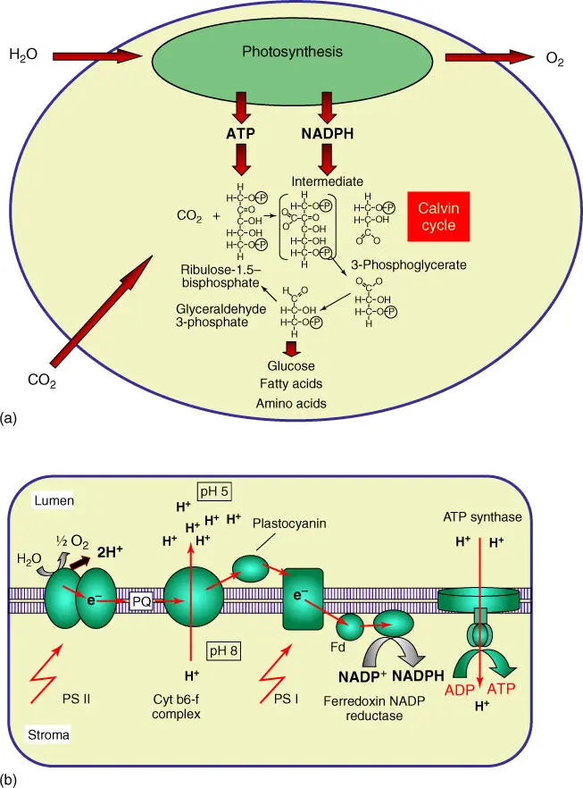Figure 319 Essential steps in photosynthesis a Overview of photosynthetic - фото 45