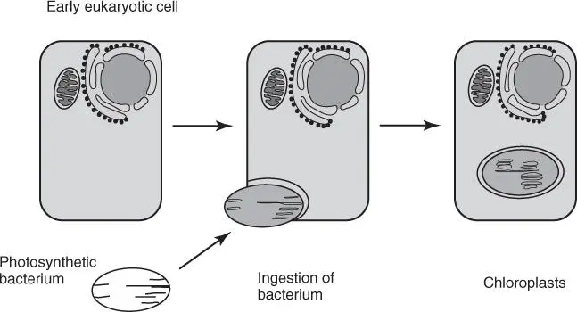 Figure 321 Development of chloroplasts through phagocytosis of cyanobacteria - фото 47