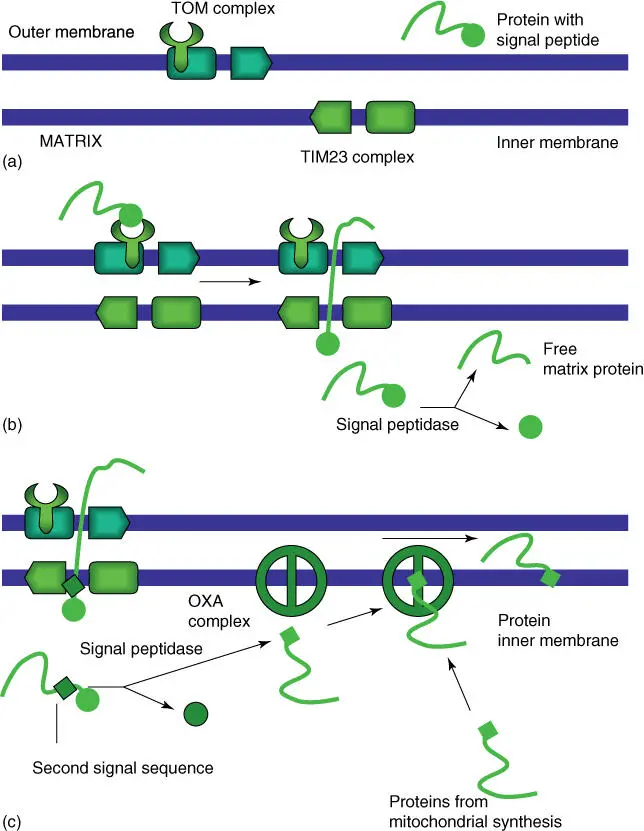 Figure 54 Schematic overview of the uptake of a precursor protein by the - фото 84