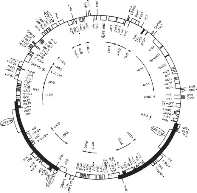 Figure 320 Overview of the arrangement of genes in chloroplast genomes For - фото 46