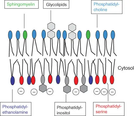 Figure 33 Asymmetric structure of biomembranes 3111 Membrane Permeability - фото 29