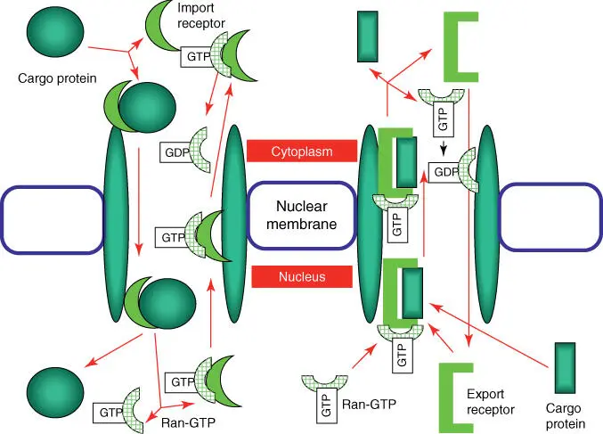 Figure 53 Simplified model of the import and export of proteins via the - фото 83