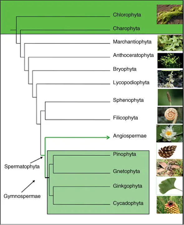Figure 63 Phylogeny of land plants Table 63 Systematic classification of - фото 93