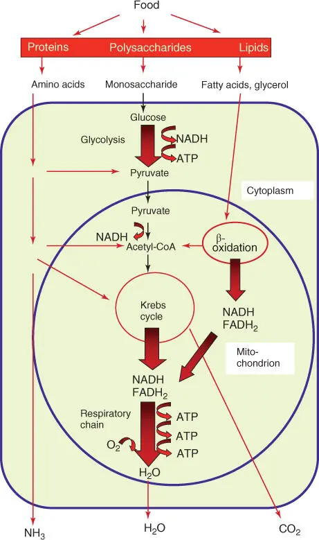 Figure 322 Synopsis of the breakdown pathways and energyproducing pathways in - фото 48