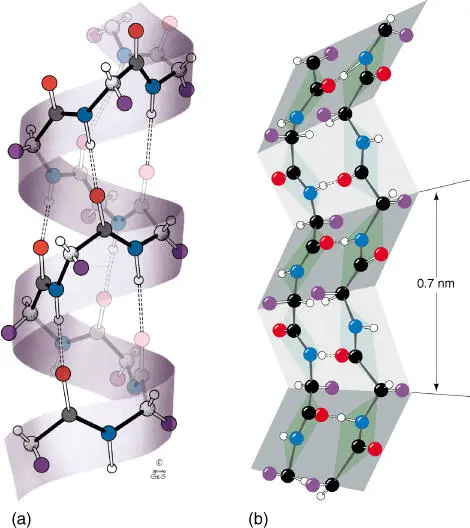 Figure 211 Importance of hydrogen bonds for the construction of α helix and β - фото 16