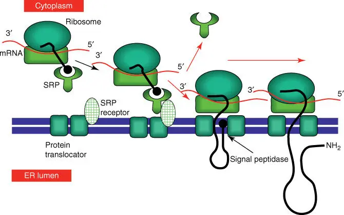 Figure 55 Simplified scheme of the import of a protein into the ER lumen The - фото 85