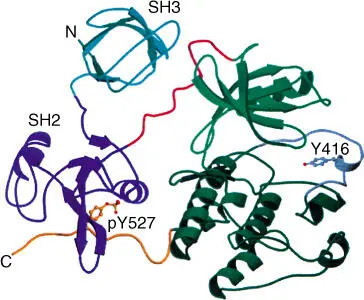 Figure 213 Structure of Src protein with four domains The four domains are - фото 18
