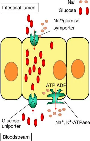 Figure 36 Glucose transporters in an intestinal cell Glucose is pumped from - фото 32