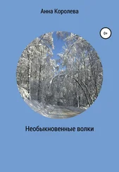 Анна Королева - Необыкновенные волки