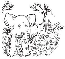 They stared at the calf for a few moments The tiny elephant was obviously - фото 11