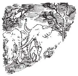 Suddenly two of the elephants turned to face them There was a ripple of - фото 23