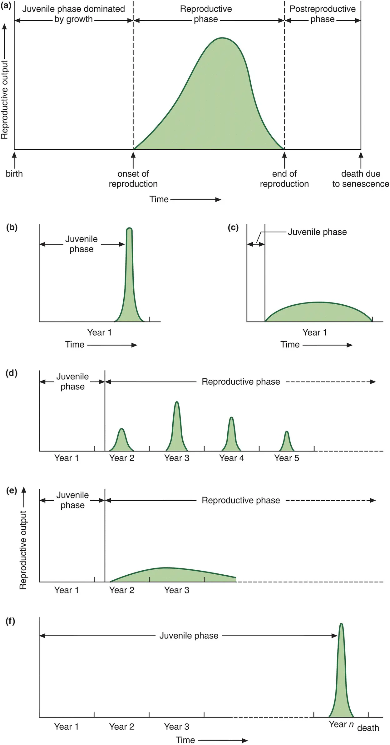 Figure 46 Schematic life histories for unitary organismsa An outline life - фото 108