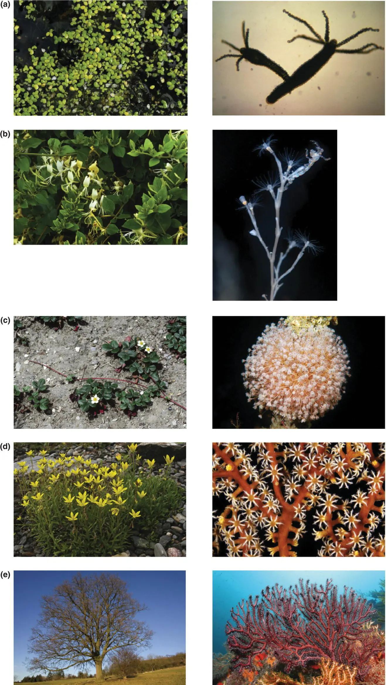 Figure 41 Modular plants left and animals right show the underlying - фото 103