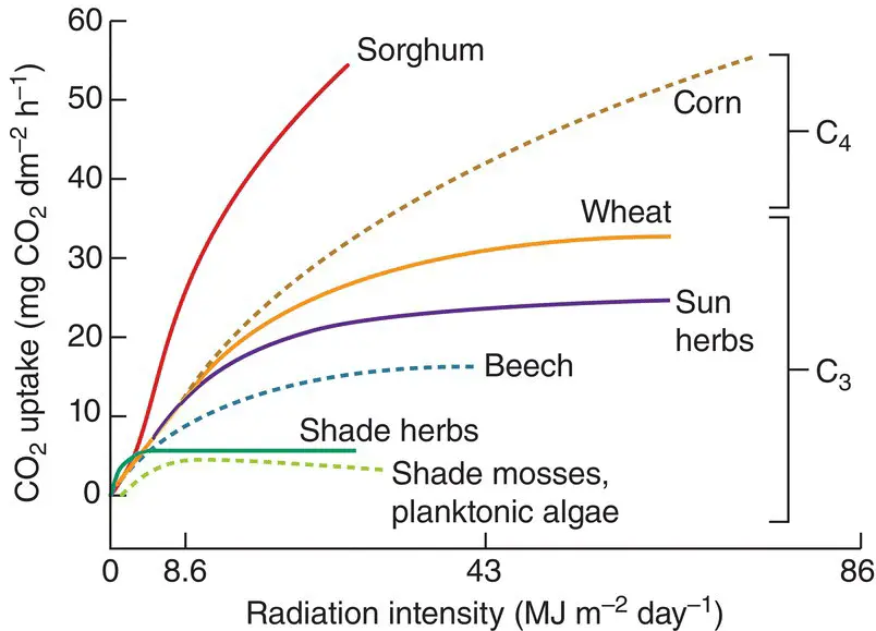 Figure 34 The response of photosynthesis to radiation intensity in various - фото 62