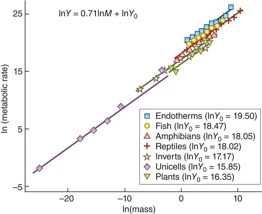 Figure 331 Metabolic scaling the relationship between metabolic rate Y - фото 91