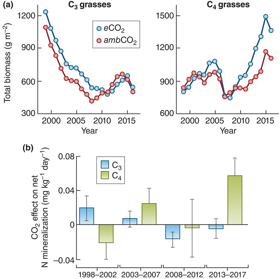 Figure 323 Effects of elevated CO 2 concentrations on C 3 and C 4 grasses are - фото 81