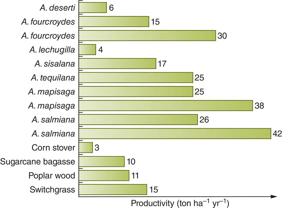 Figure 318 Agave species CAM plants exhibit high productivity due to their - фото 76