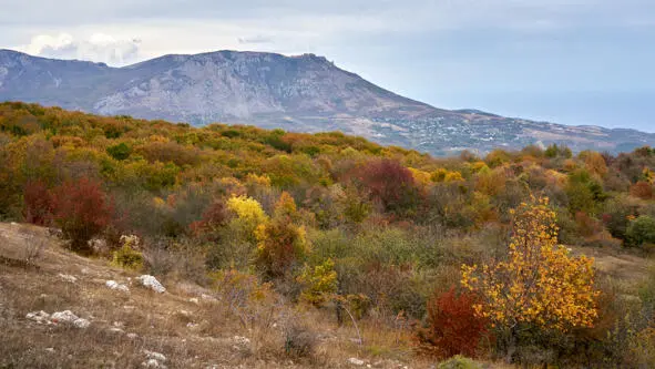 Цветной лес так приятно фотографировать 18102020 Октябрь Этот выглядящий - фото 20