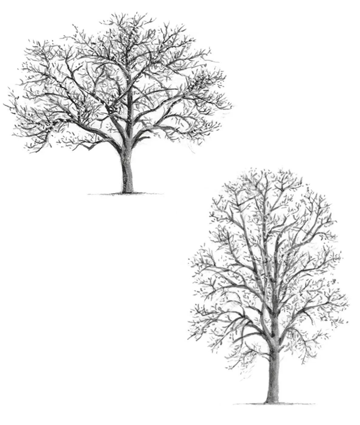 Pflanzen können auch an ihrer arteigenen Gestalt erkannt werden bei Gehölzen - фото 10