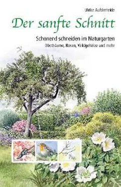 Ulrike Aufderheide Der sanfte Schnitt обложка книги