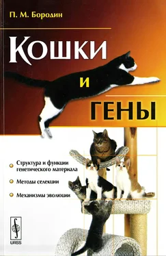 Павел Бородин Кошки и гены обложка книги