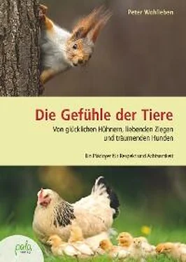 Peter Wohlleben Die Gefühle der Tiere обложка книги
