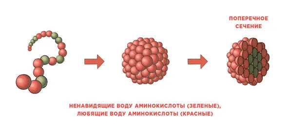 Когда белковые молекулы разворачиваются ненавидящие воду аминокислоты - фото 89