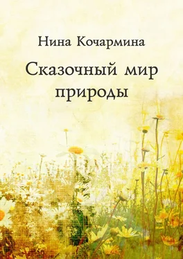 Нина Кочармина Сказочный мир природы обложка книги