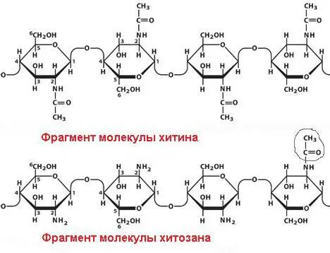 Рис4 Фрагмент молекулы хитина Рис5 Фрагменты молекул хитозана Возможно - фото 5