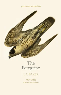 J. A. Baker The Peregrine: 50th Anniversary Edition обложка книги