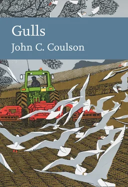 Professor John C. Coulson Gulls обложка книги