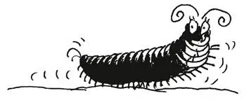 Now if you know a bit of Latin youll know that centipede means one hundred - фото 8