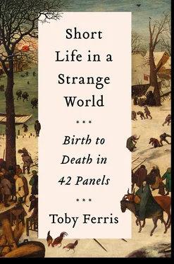 Toby Ferris Short Life in a Strange World обложка книги