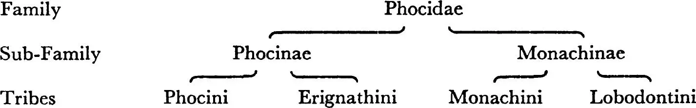 All the Phocinae are northern in both Atlantic and Pacific waters and their - фото 12
