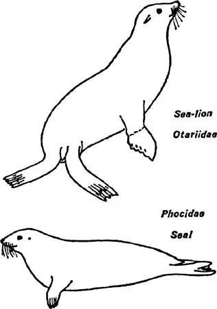 FIG 1 External features of seal and sealion Note the differences in the - фото 2
