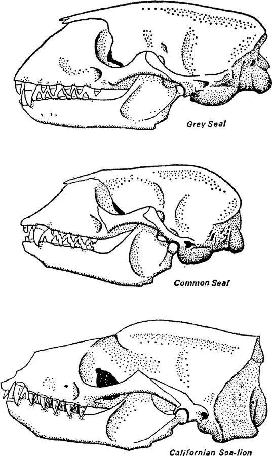 FIG 3 Skulls of seals and sealion All the skulls are of adult males For - фото 5