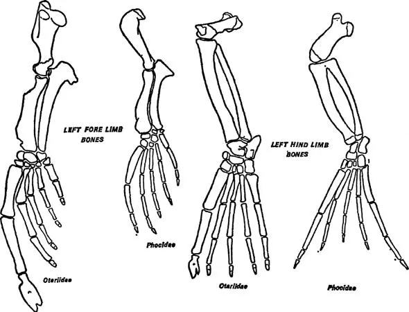 FIG 2 Limb bones of seal and furseal left forelimb skeletons right - фото 3