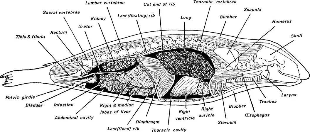 FIG 4 Side view of the pinnipede body to show the principal organs The - фото 7