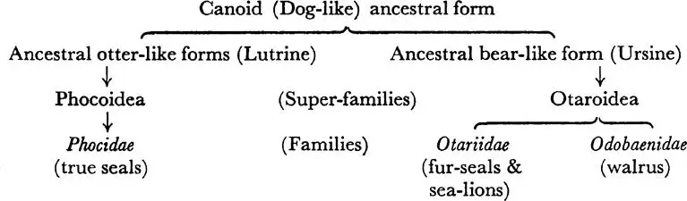 Their distribution is remarkable in that they are completely missing from the - фото 11