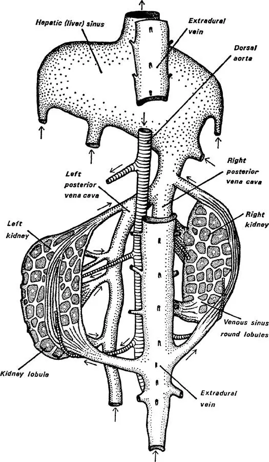FIG 6 Kidneys and posterior vena cava showing the extra storage space in the - фото 9