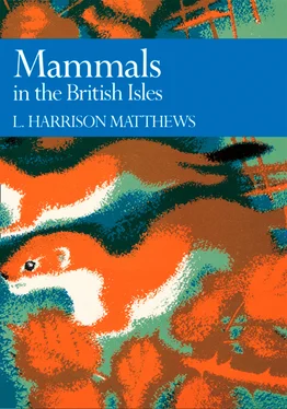 L. Harrison Matthews Mammals in the British Isles обложка книги
