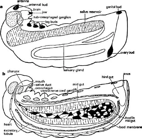 FIG 5 Larva of Myrmica rubra in third instar longitudinal sections to show - фото 6
