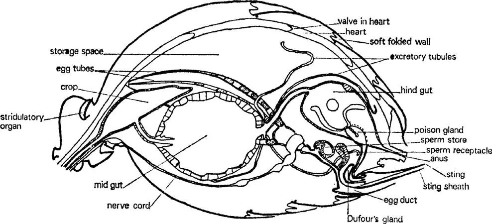FIG 4 Queen of Myrmica rubra gaster sagittal section showing main organs - фото 5