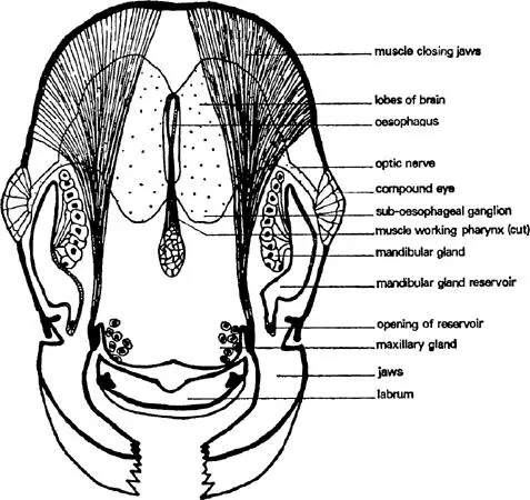FIG 3 Worker of Myrmica rubra head section from a to b of fig 2after - фото 4